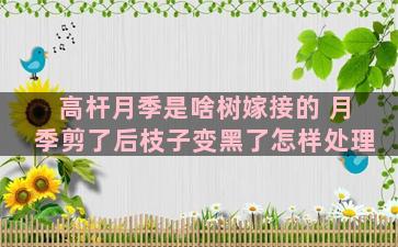 高杆月季是啥树嫁接的 月季剪了后枝子变黑了怎样处理